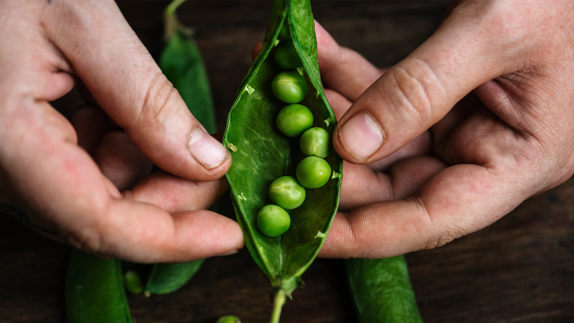 Pea Protein vs. Whey Protein; which is better?